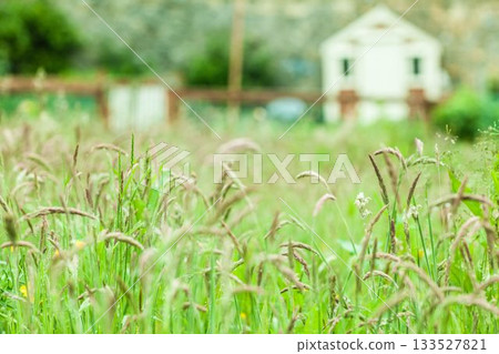 Focus on home in a garden Focus on home in a garden 133527821