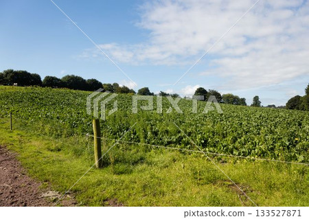 Flat design fence post with wire is standing by dirt track with leafy crop under sky 133527871