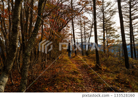 Walking through a beautiful autumn forest 133528160