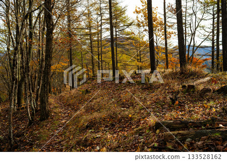 Walking through a beautiful autumn forest Walking through a beautiful autumn forest 133528162