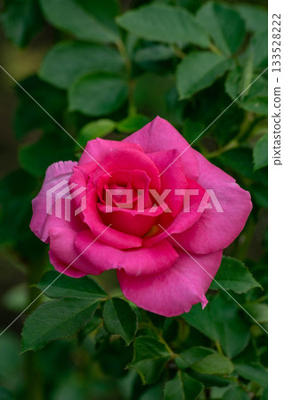 rose rose 133528222