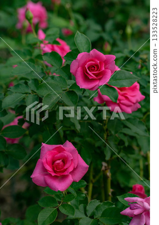 rose rose 133528223