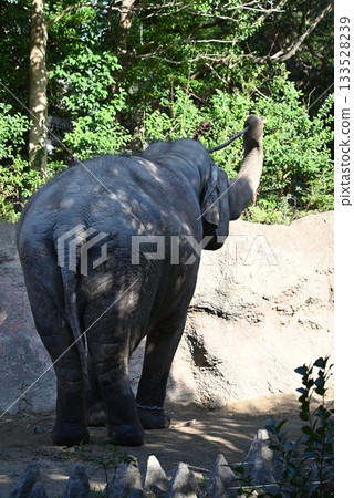錫蘭象（亞洲象亞種） 133528239