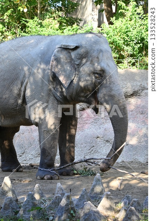 Ceylon elephant (Asian elephant subspecies) Ceylon elephant (Asian elephant subspecies) 133528243