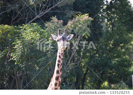 動物園裡的馬賽長頸鹿 動物園裡的馬賽長頸鹿 133528255