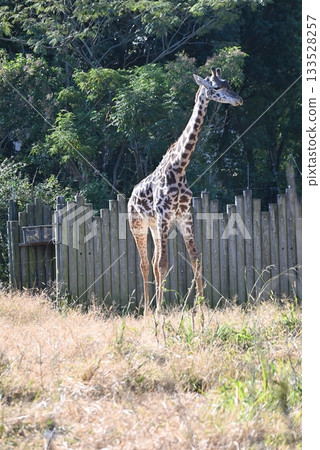 Masai giraffe at the zoo Masai giraffe at the zoo 133528257