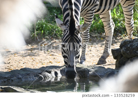 Chapman's zebra at the water 133528259