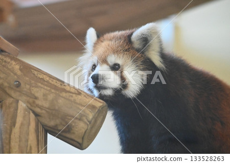 小熊貓抬頭 小熊貓抬頭 133528263