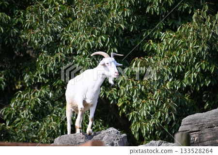Rocky Goat 133528264