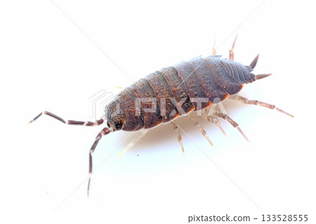 Slender woodlouse Slender woodlouse 133528555