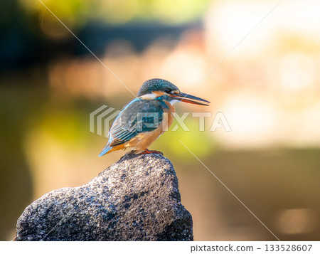 Kingfisher perched on a rock 133528607