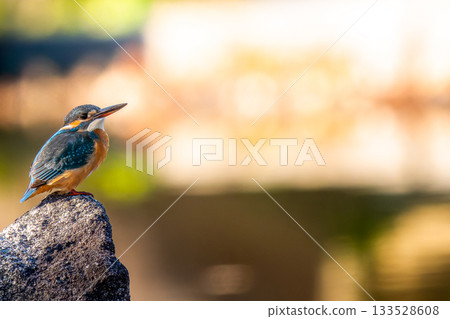 Kingfisher perched on a rock, copy space 133528608