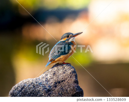 Kingfisher perched on a rock 133528609