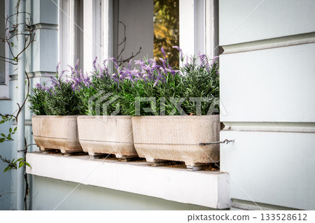 Window with Potted Lavender Plants on Building Exterior Window with Potted Lavender Plants on Building Exterior 133528612