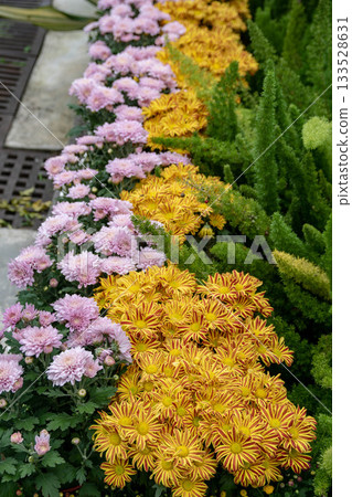 Chrysanthemum Chrysanthemum 133528631