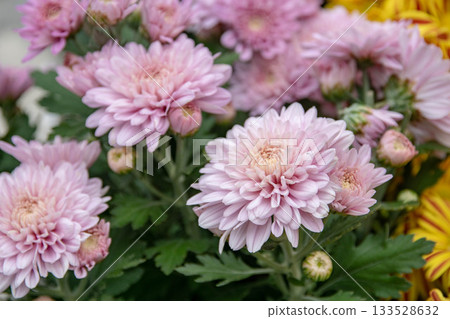 Chrysanthemum 133528632
