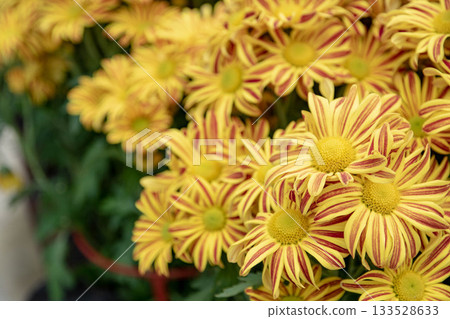 Chrysanthemum 133528633