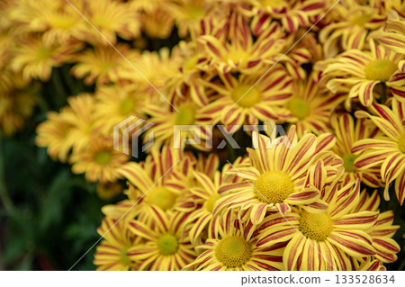 菊花 菊花 133528634