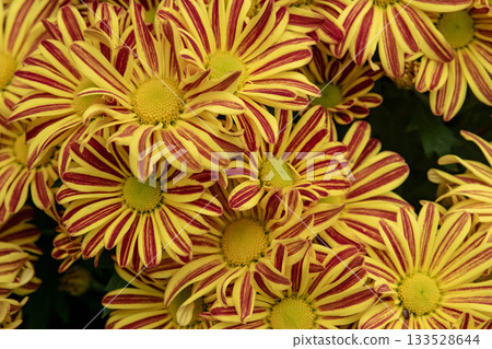 Chrysanthemum 133528644