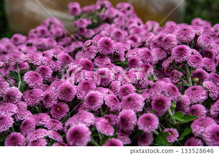 Chrysanthemum 133528646