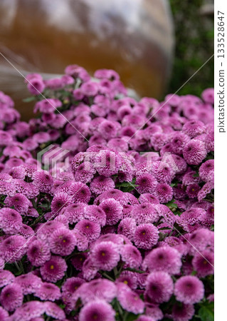 Chrysanthemum Chrysanthemum 133528647
