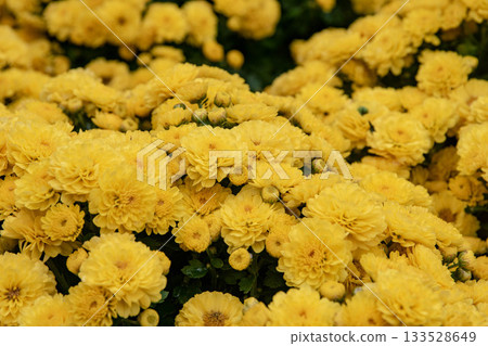 菊花 133528649
