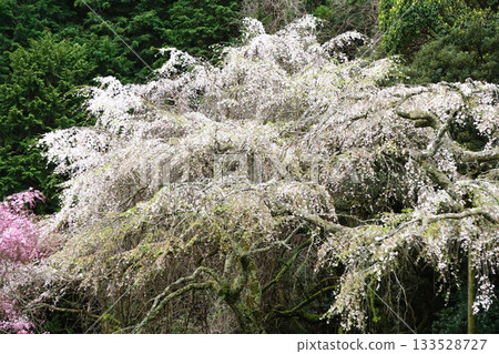 Chokozan Shotaiji Temple Weeping Cherry Blossoms 133528727