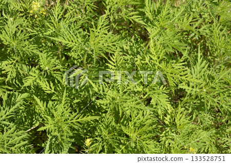 Dense thickets of young ragweed bushes 133528751