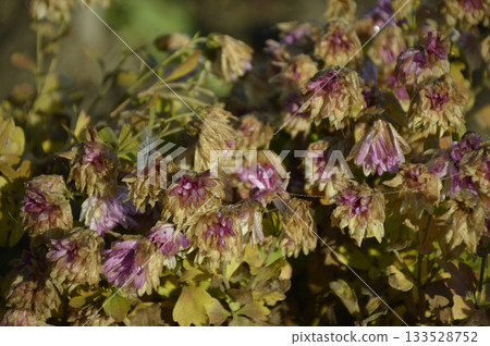 Autumn flowers wilt from the first frost Autumn flowers wilt from the first frost 133528752