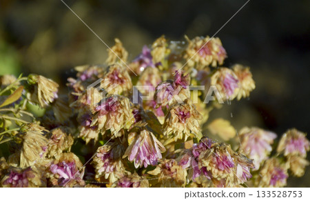 Autumn flowers wilt from the first frost 133528753