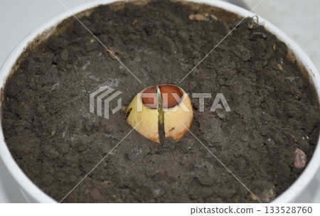 A young fresh avocado sprout with leaves grows from a seed in a pot A young fresh avocado sprout with leaves grows from a seed in a pot 133528760