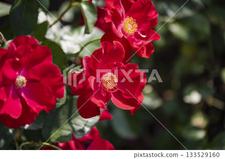 一朵紅玫瑰 133529160