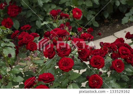 一朵紅玫瑰 一朵紅玫瑰 133529162