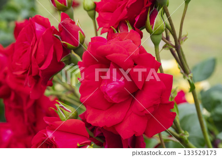 A red rose A red rose 133529173