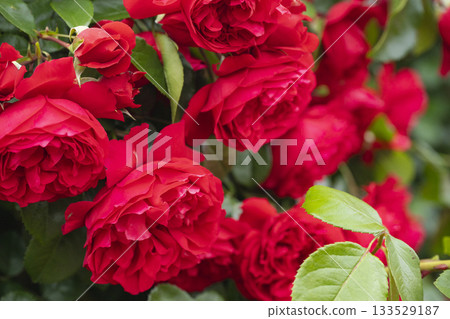 A red rose A red rose 133529187