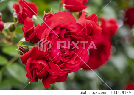 A red rose 133529189