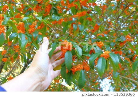 Osmanthus flower hand 133529360