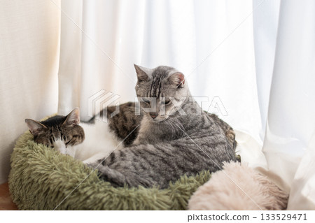兩隻貓睡在窗邊 133529471