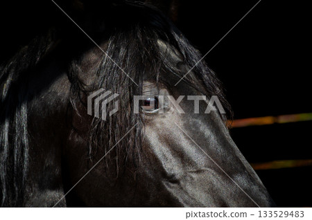 A close-up of a black horse's face. The shiny black coat of a black horse. A close-up of a horse's gaze. A close-up of a black horse's face. The shiny black coat of a black horse. A close-up of a horse's gaze. 133529483