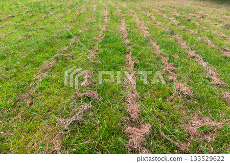Striped lawn 133529622