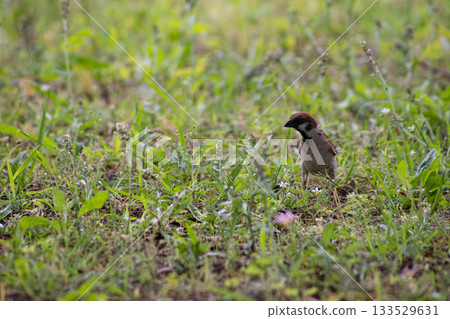 Restless Sparrow 133529631