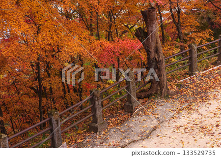 251116 Kitayama Park z003 251116 Kitayama Park z003 133529735