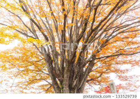 251116 Kitayama Park z017 251116 Kitayama Park z017 133529739