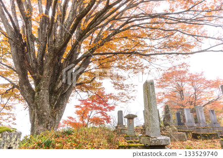 251116 北山公園 z019 251116 北山公園 z019 133529740