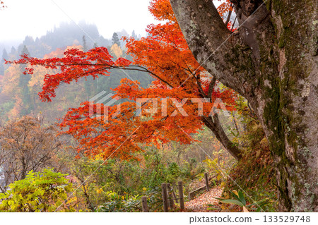 251116 北山公園 z047 133529748