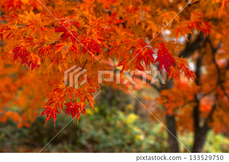 251116 北山公園 z063 251116 北山公園 z063 133529750