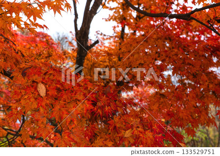 251116 Kitayama Park z074 133529751