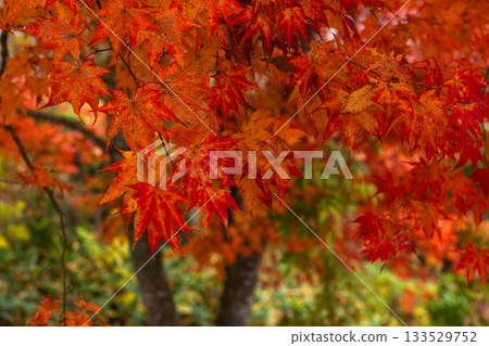 251116 Kitayama Park z078 133529752