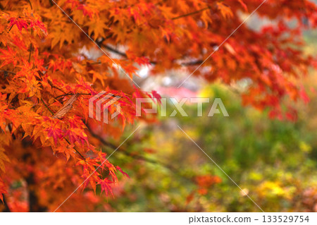 251116 北山公園 z090 133529754