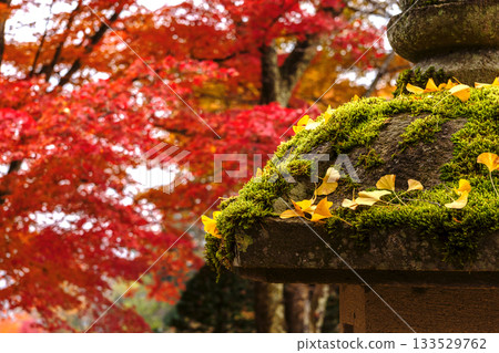 251116 北山公園 z110 133529762